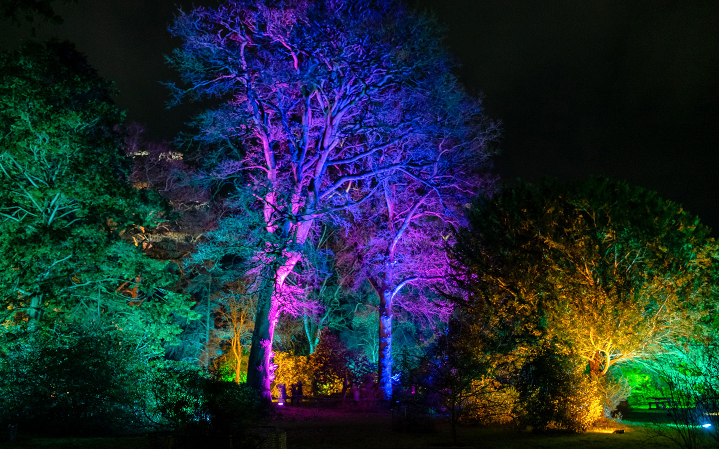 Westonbirt Arboretum Enchanted Christmas