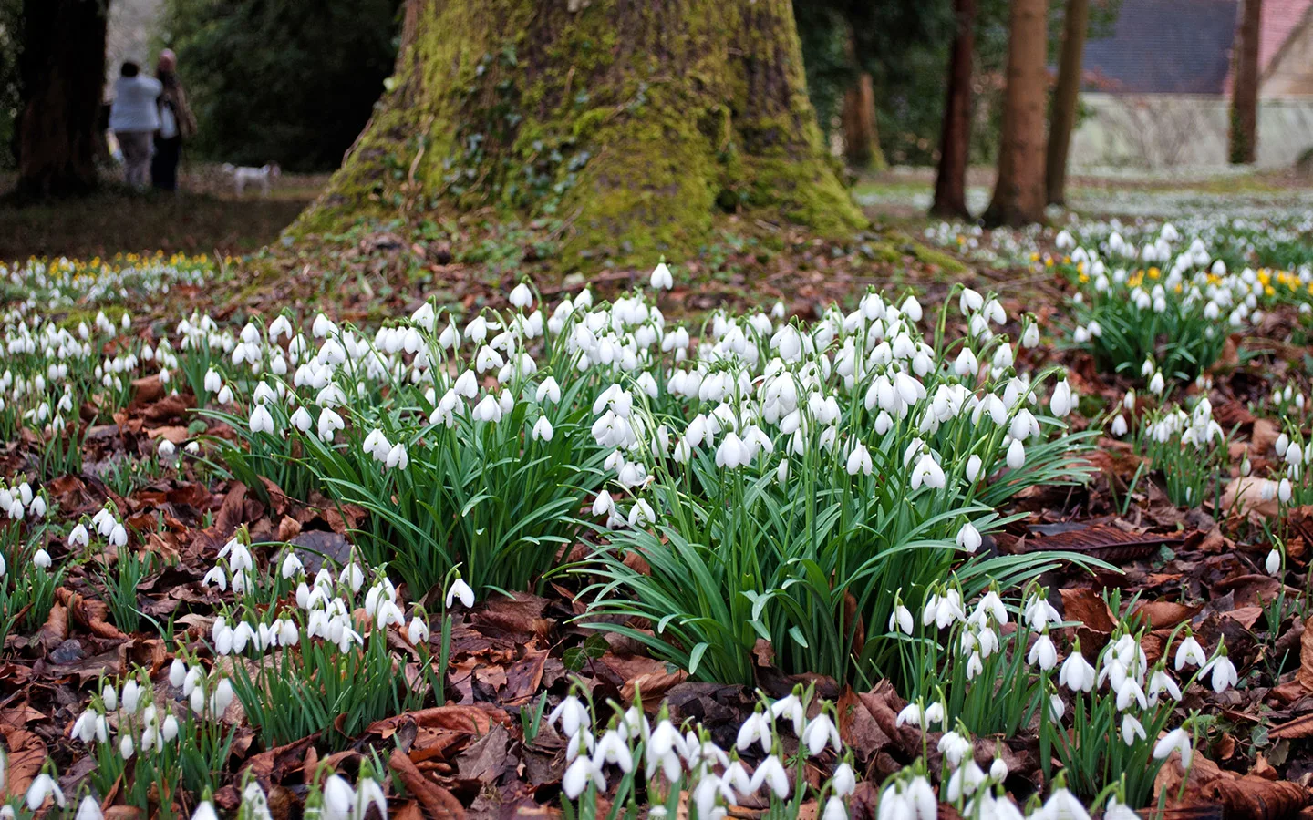 Spring in the Cotswolds: snowdrops at Colesbourne Park