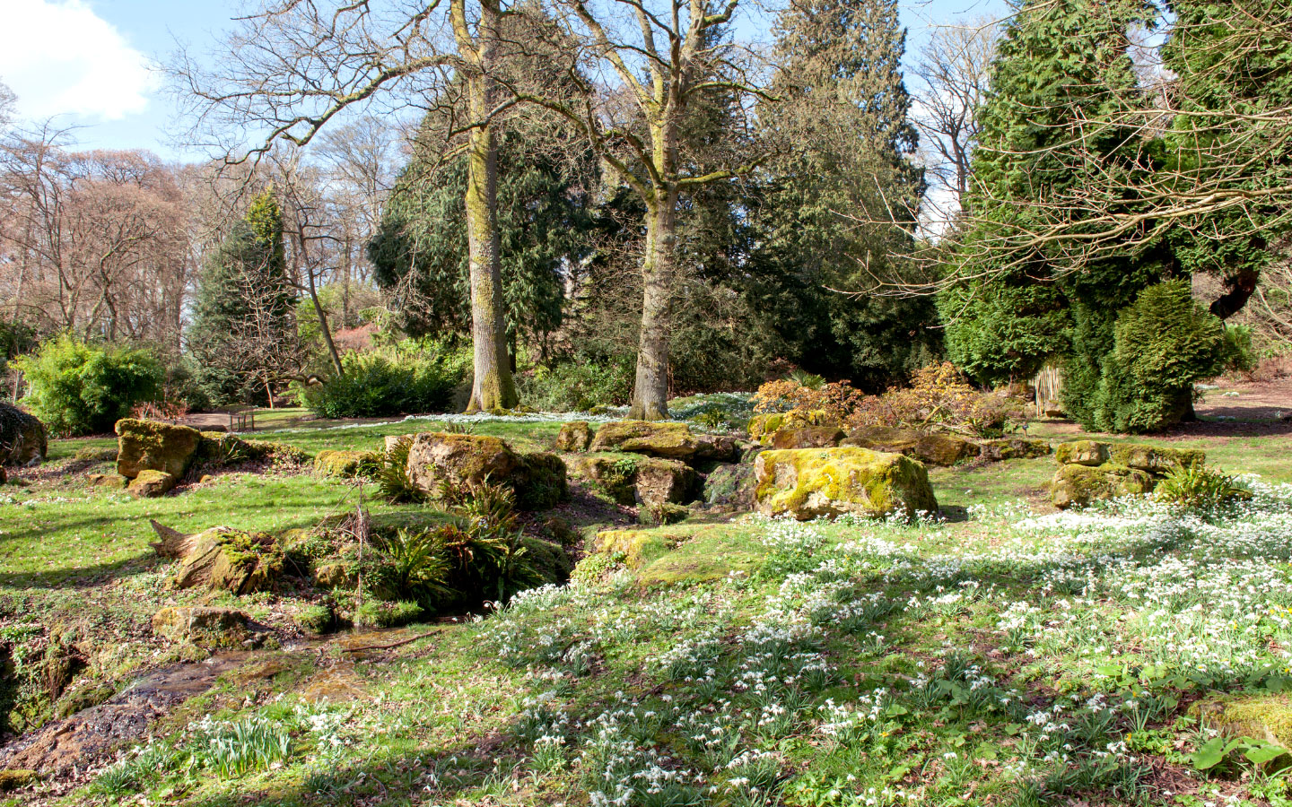 Snowdrops at Batsford Arboretum in the Cotswolds