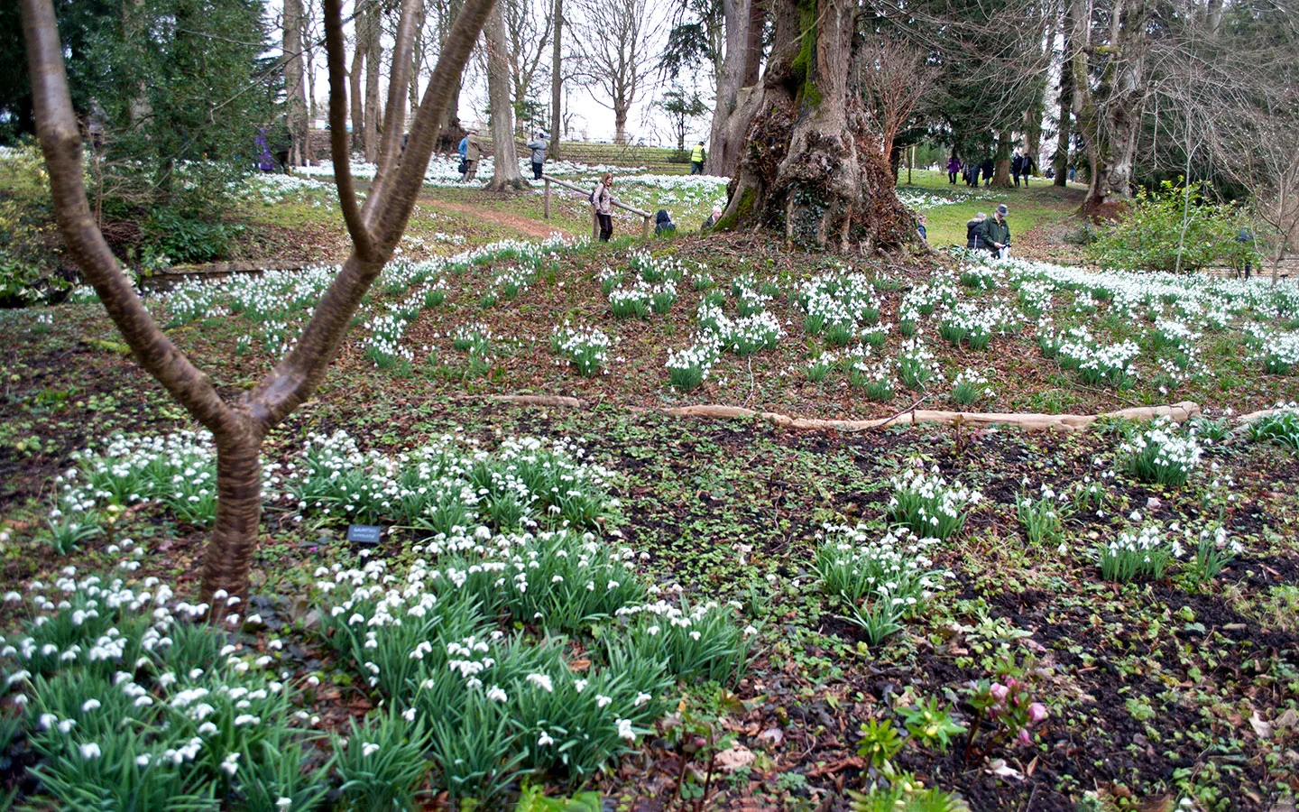 Snowdrops in the Cotswolds at Colesbourne Park