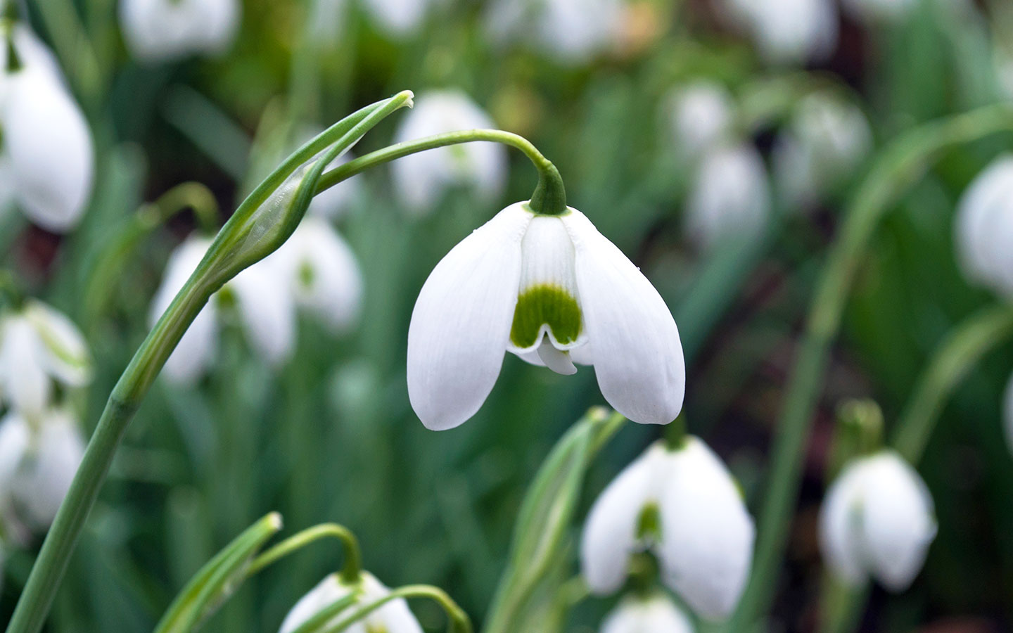 Snowdrop flowers in the Cotswolds in February