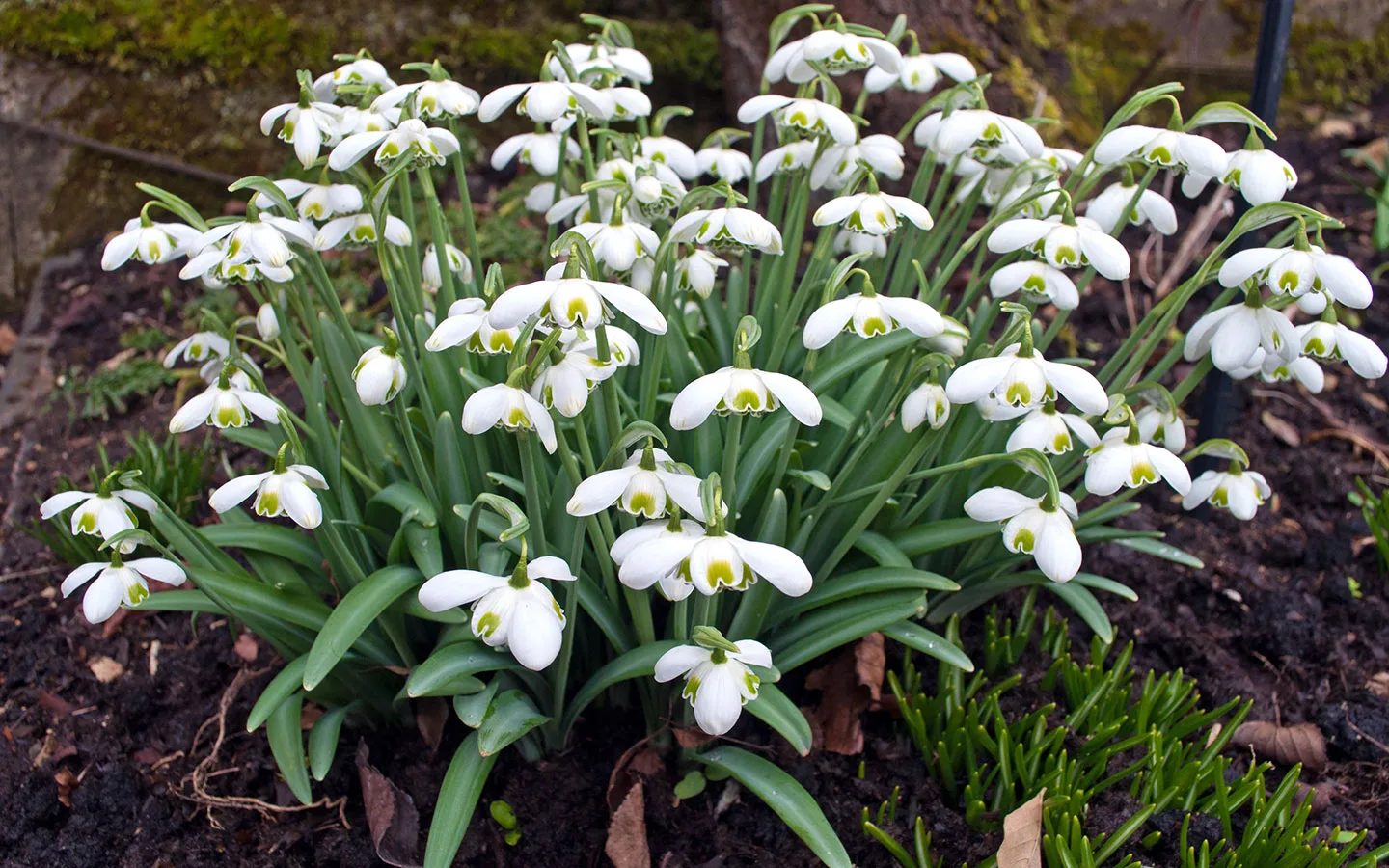 Unusual varieties of snowdrop