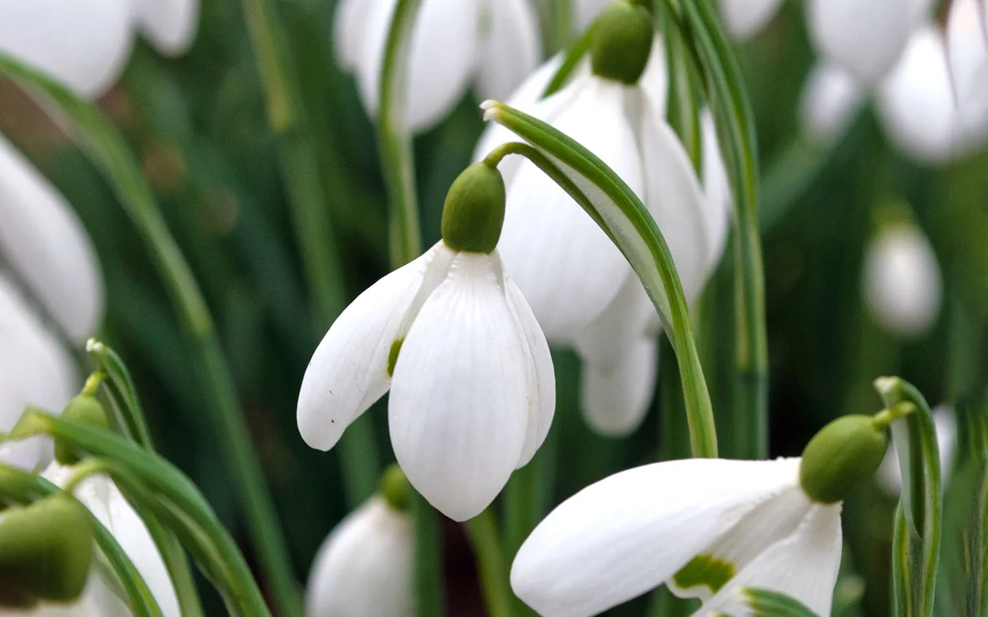 Snowdrop flowers