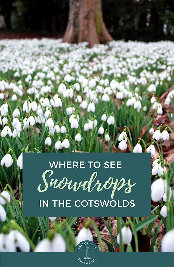 The best places to see snowdrops in the Cotswolds – where to see these beautiful winter blooms in the Cotswolds' country houses and gardens, including Colesbourne Park, Painswick Rococo Garden and Cerney House Gardens | Snowdrops in the Cotswolds | Cotswolds gardens | Things to do in the Cotswolds | Spring in the Cotswolds