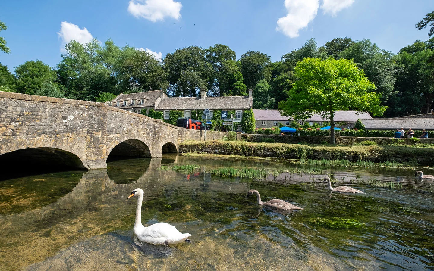 Swans on the River Coln in Bibury