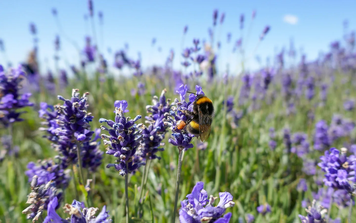 Bee enjoying the lavender flowers