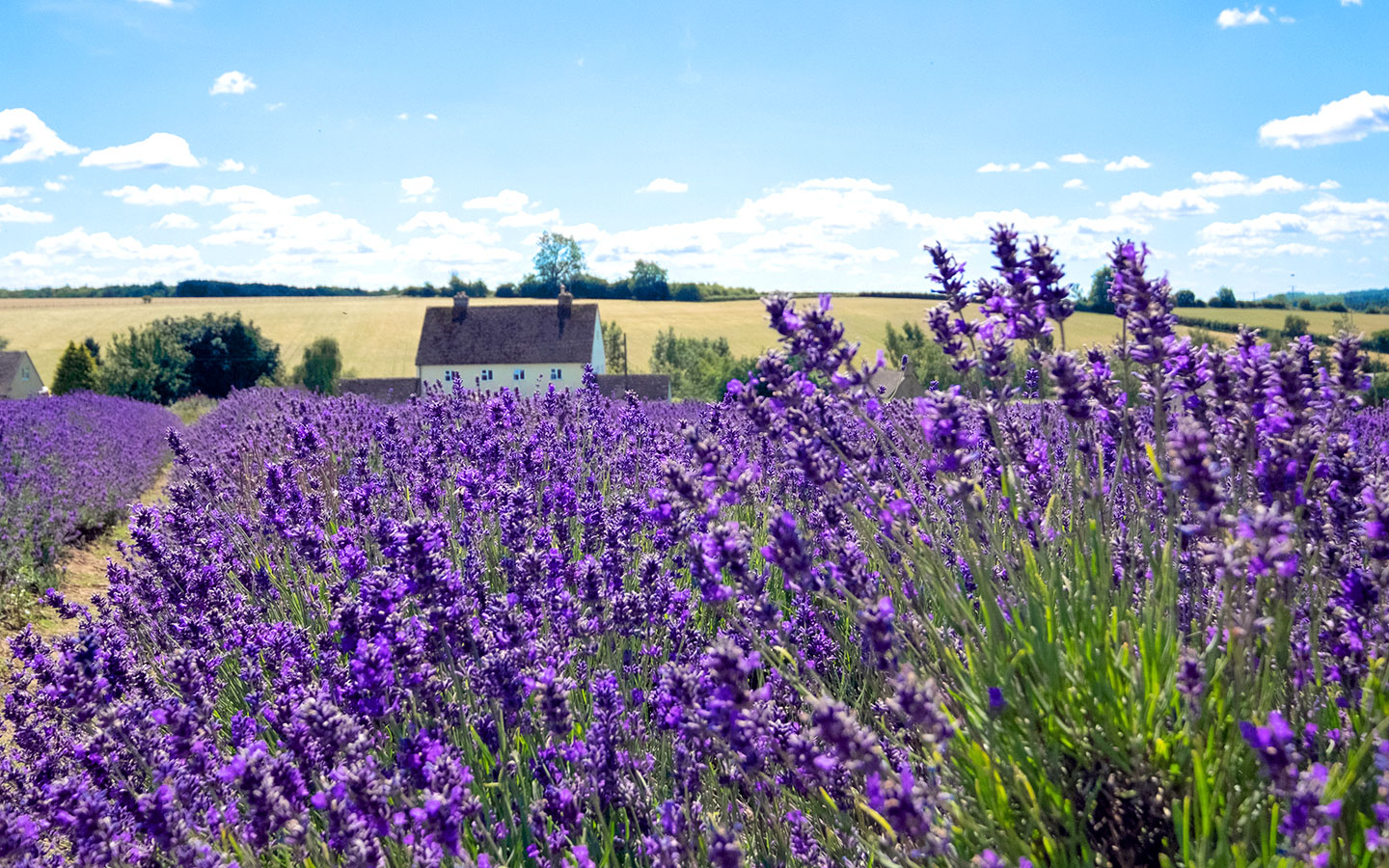 Visiting the Cotswold Lavender fields near Broadway