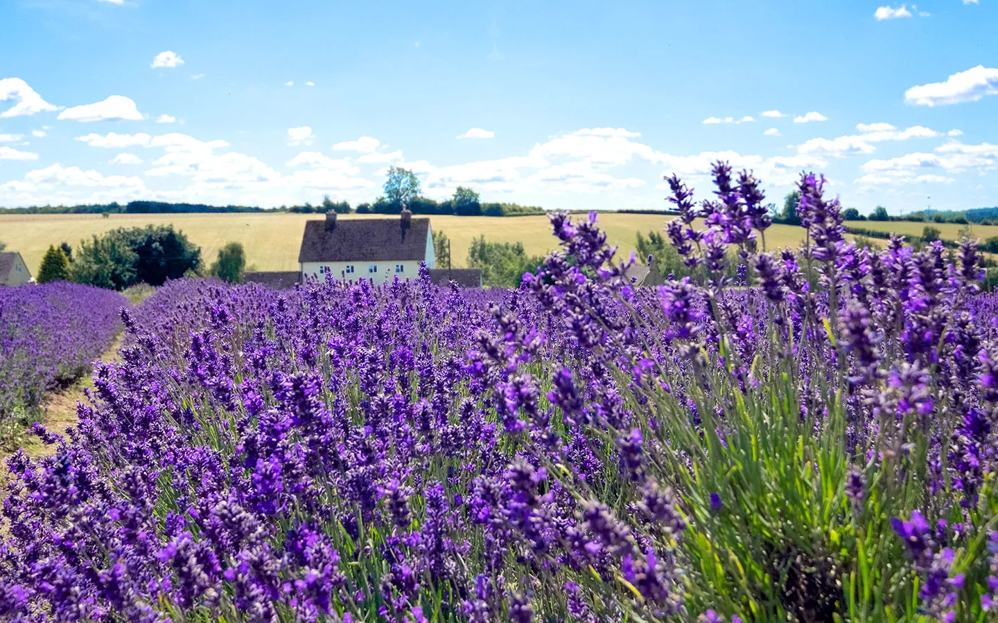 Lavender Fields