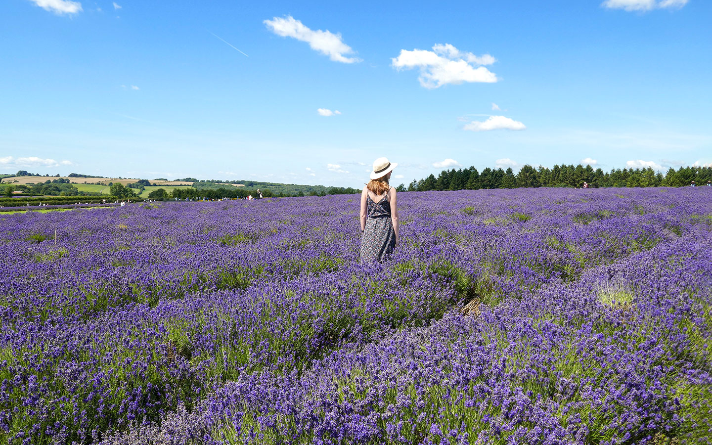 The romantic Cotswold Lavender fields