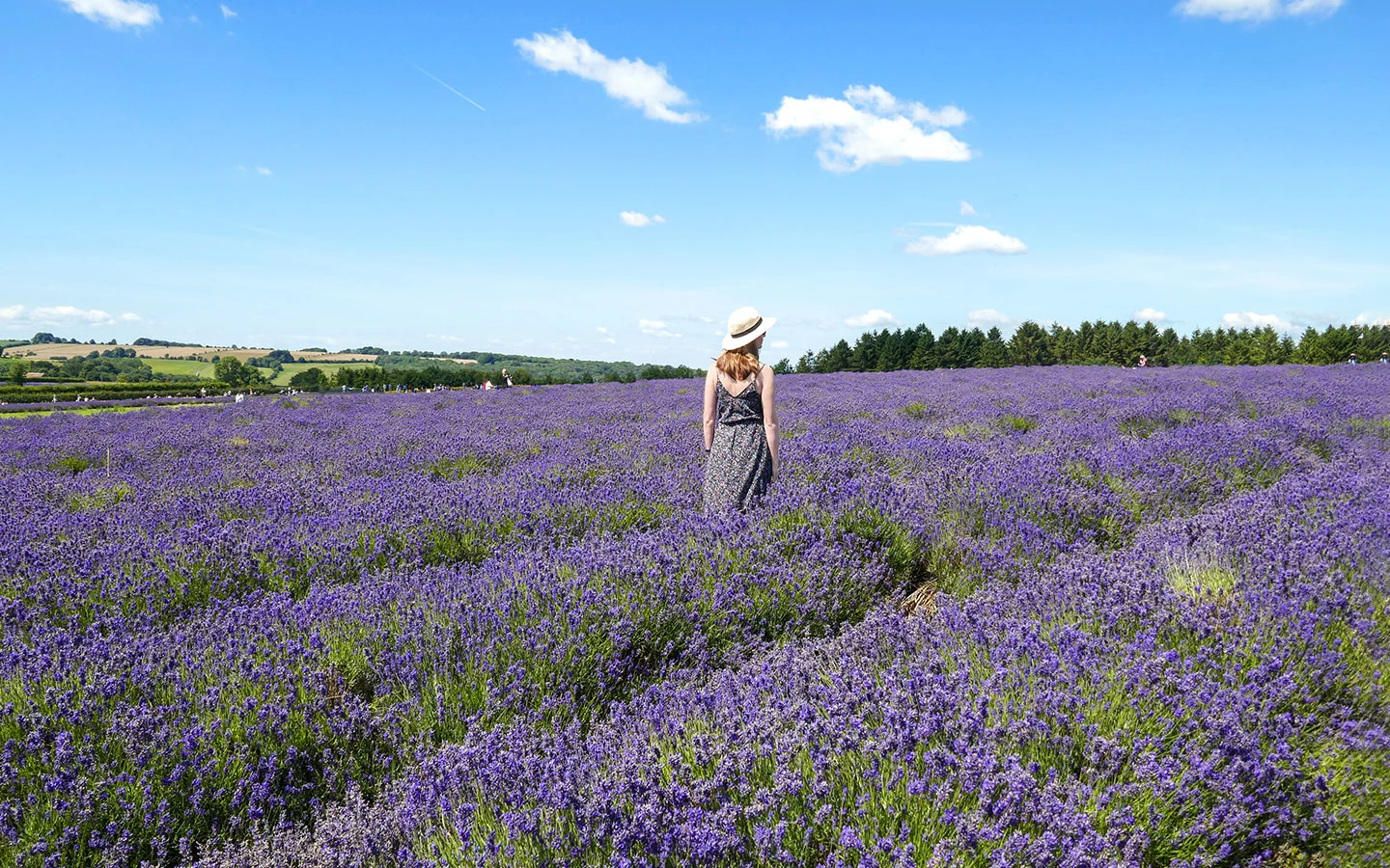 The romantic Cotswold Lavender fields