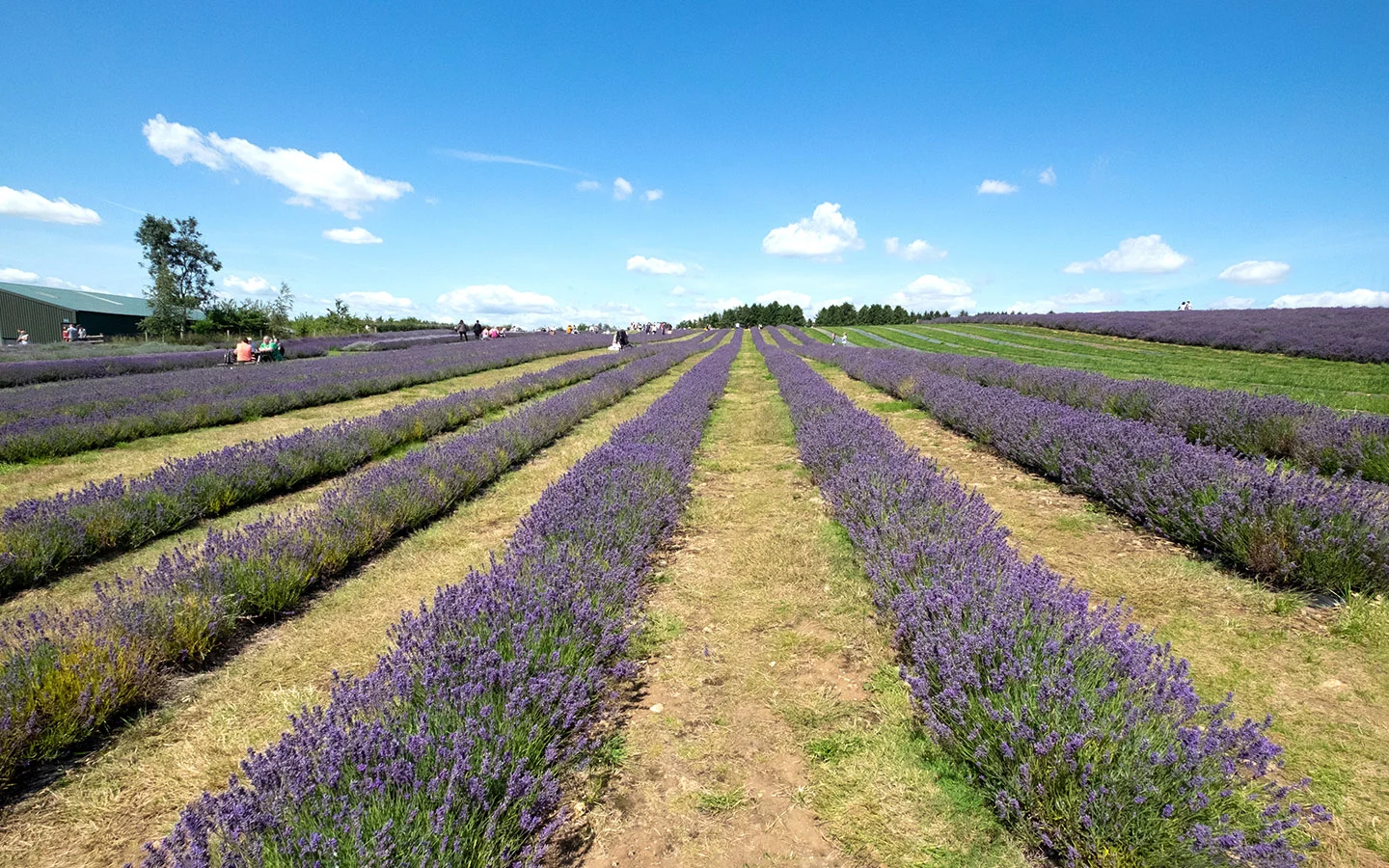 Exploring the Cotswold Lavender fields