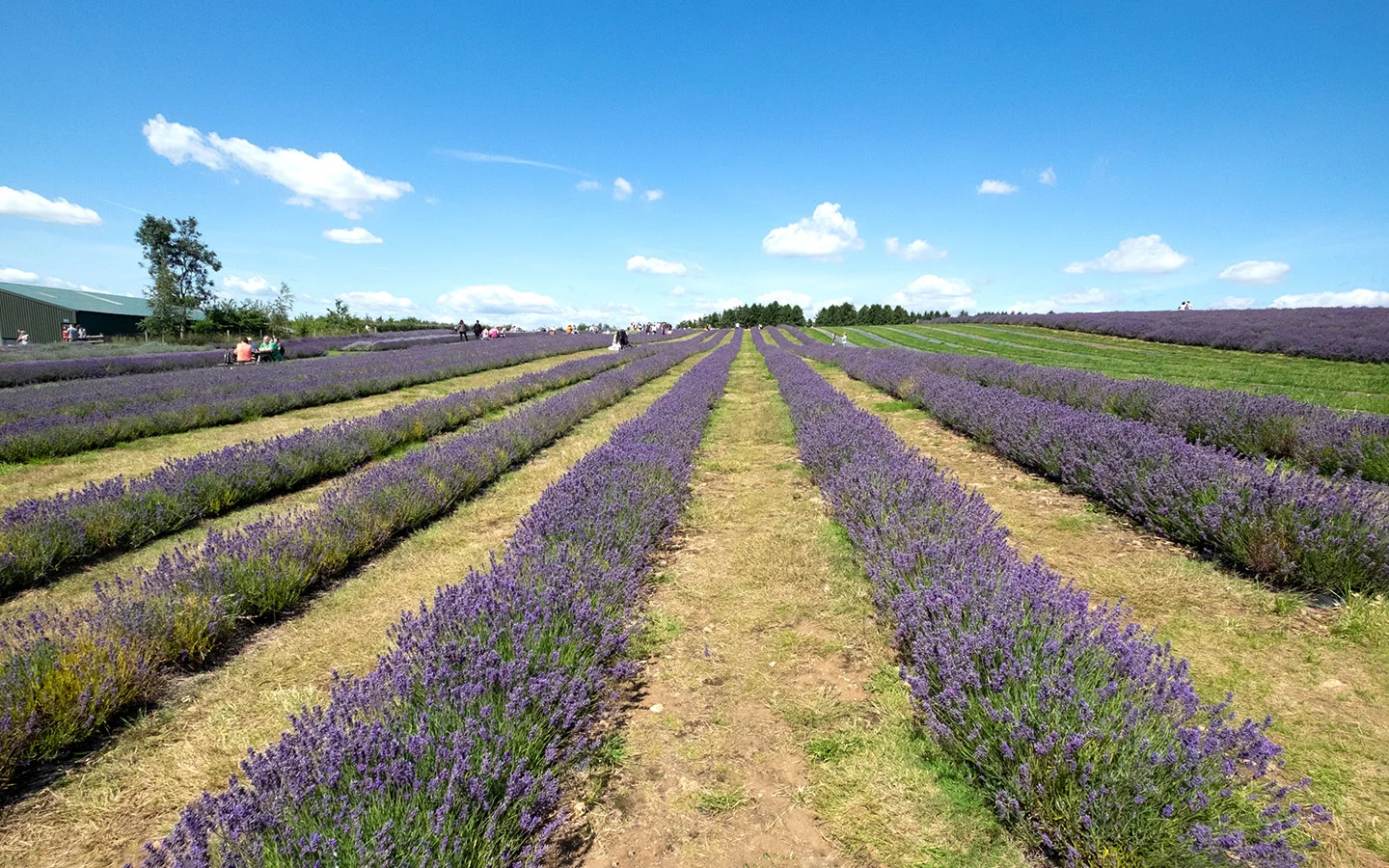 Visiting the Cotswold Lavender fields [2024]: Everything you need to know