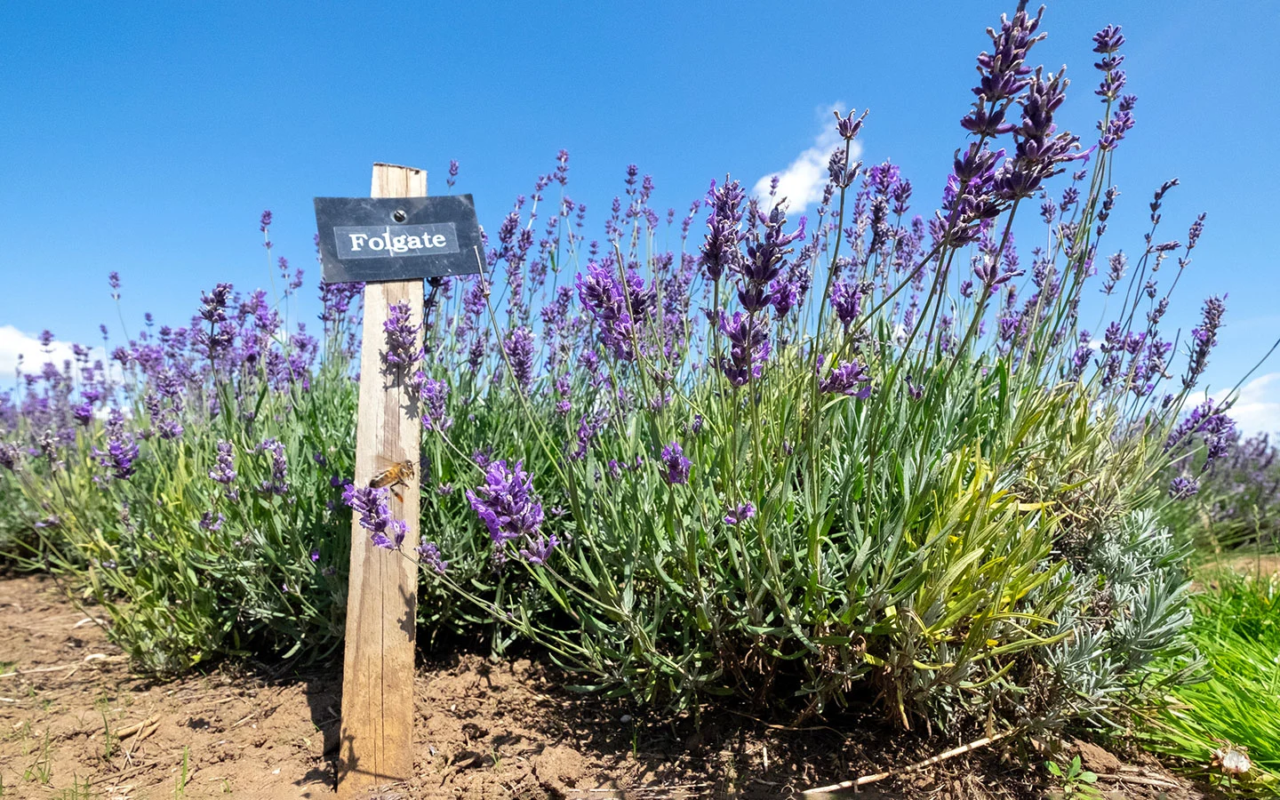 Different varieties of lavender