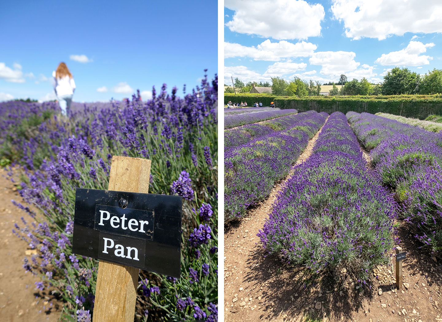 The Cotswold Lavender fields near Broadway