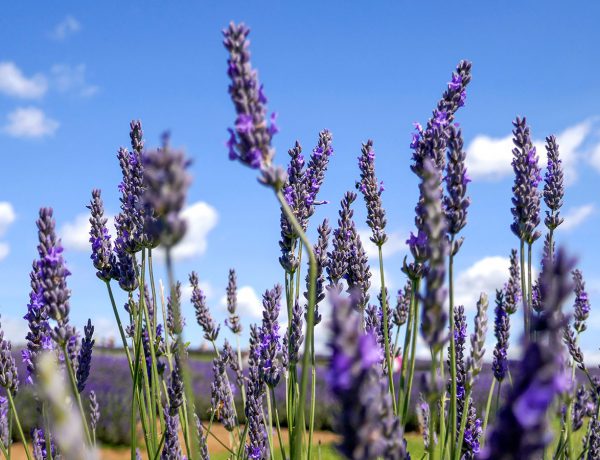 A guide to visiting the Cotswold Lavender fields