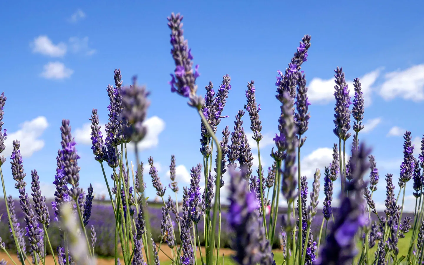 A guide to visiting the Cotswold Lavender fields