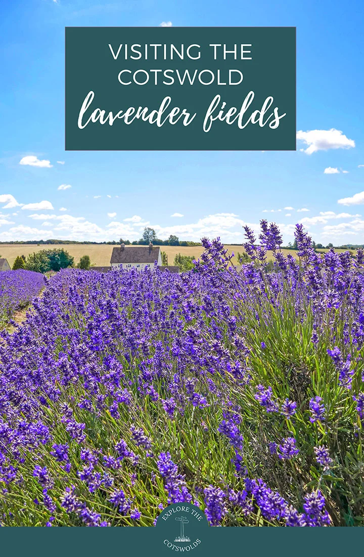 Your guide to visiting the Cotswold Lavender fields near Broadway, with how to get there, what to do and where to stay and visit nearby | Cotswold Lavender | English lavender fields | Flower fields in England | Things to do in the Cotswolds | Summer in the Cotswolds