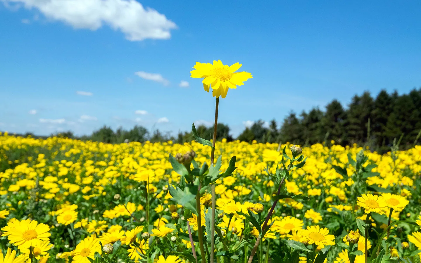 Yellow wildflowers at Cotswold Lavender