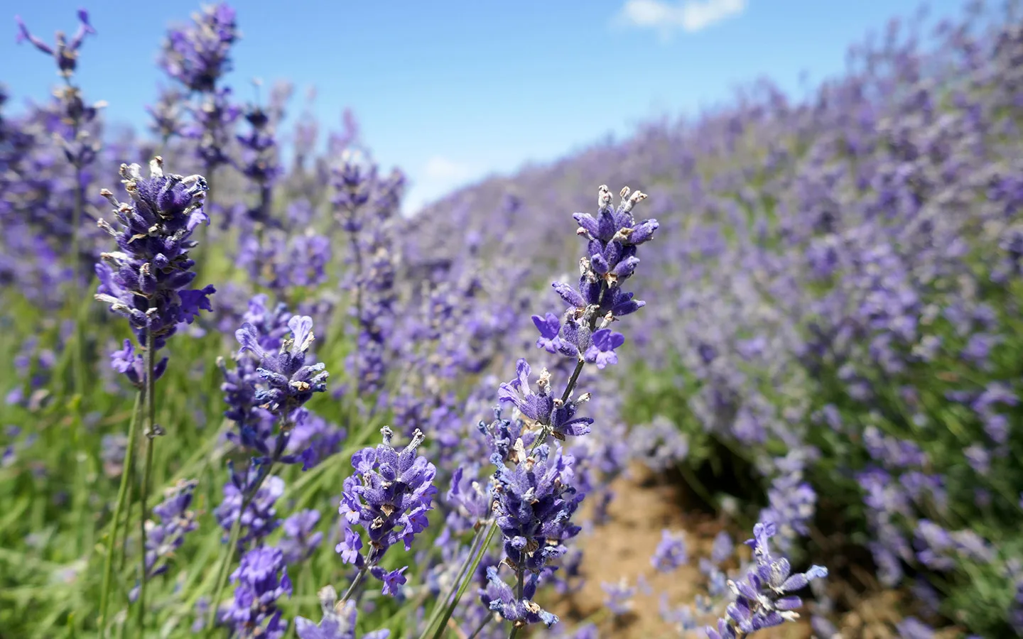 Cotswold Lavender fields in the Cotswolds in June