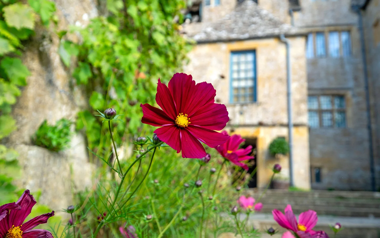 Flowers at Snowshill Manor National Trust site