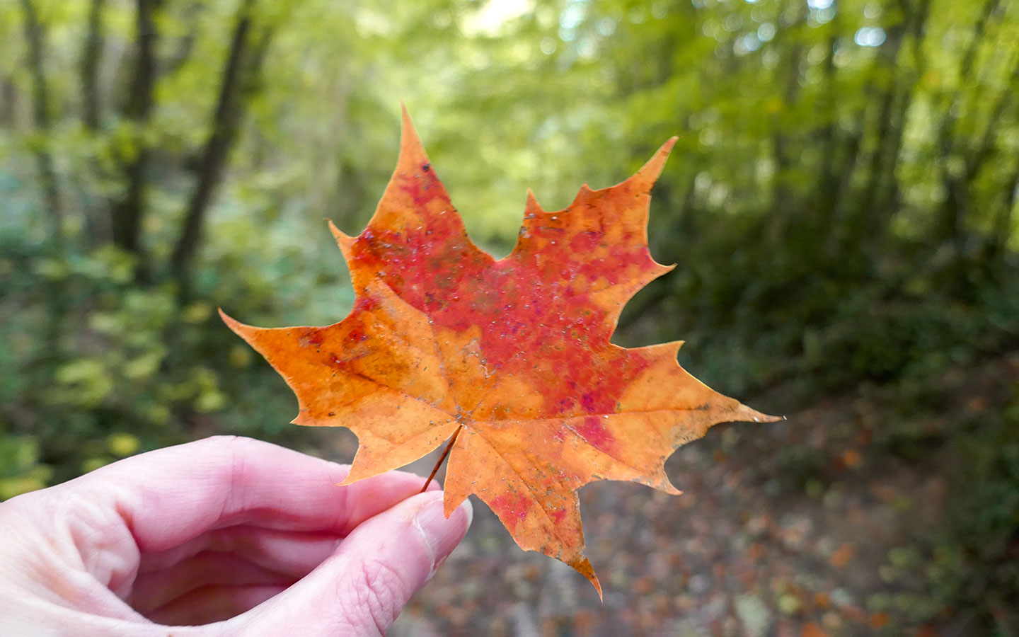 Autumn leaves in the Cotswolds