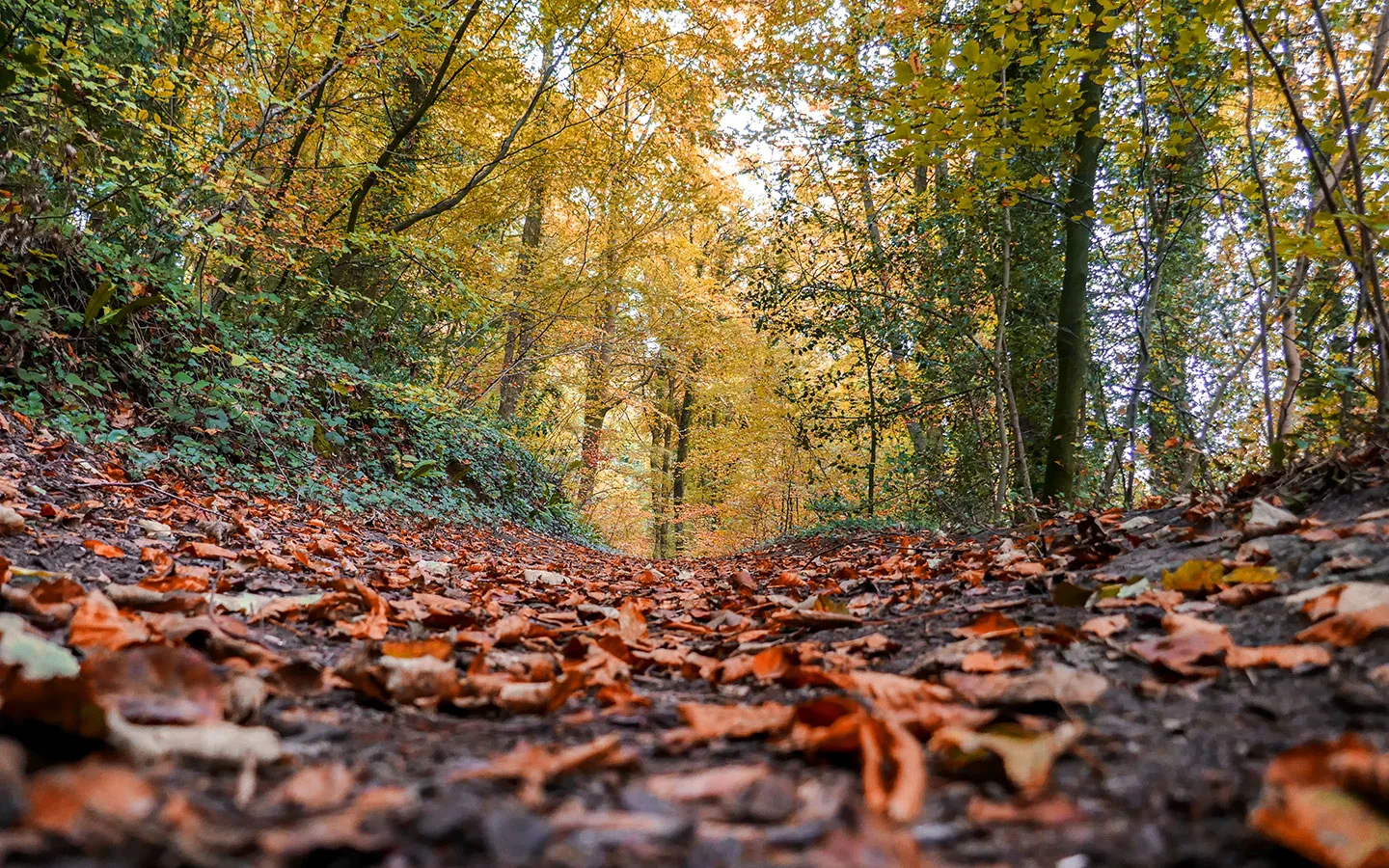 Paths through the woods on the Cotswold Way