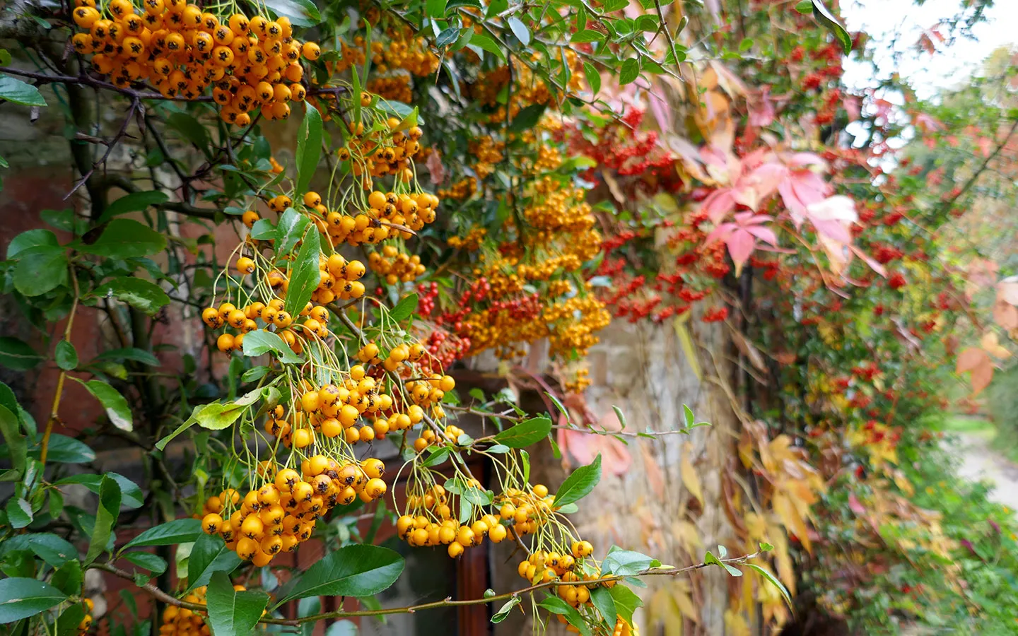 Colourful autumn berries