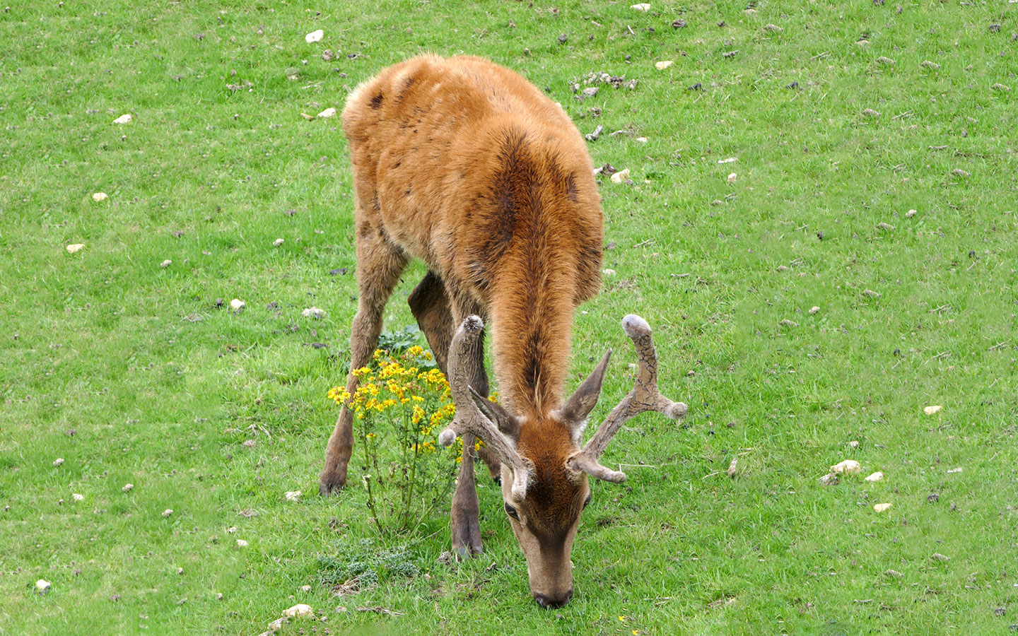 One of the resident red deer 