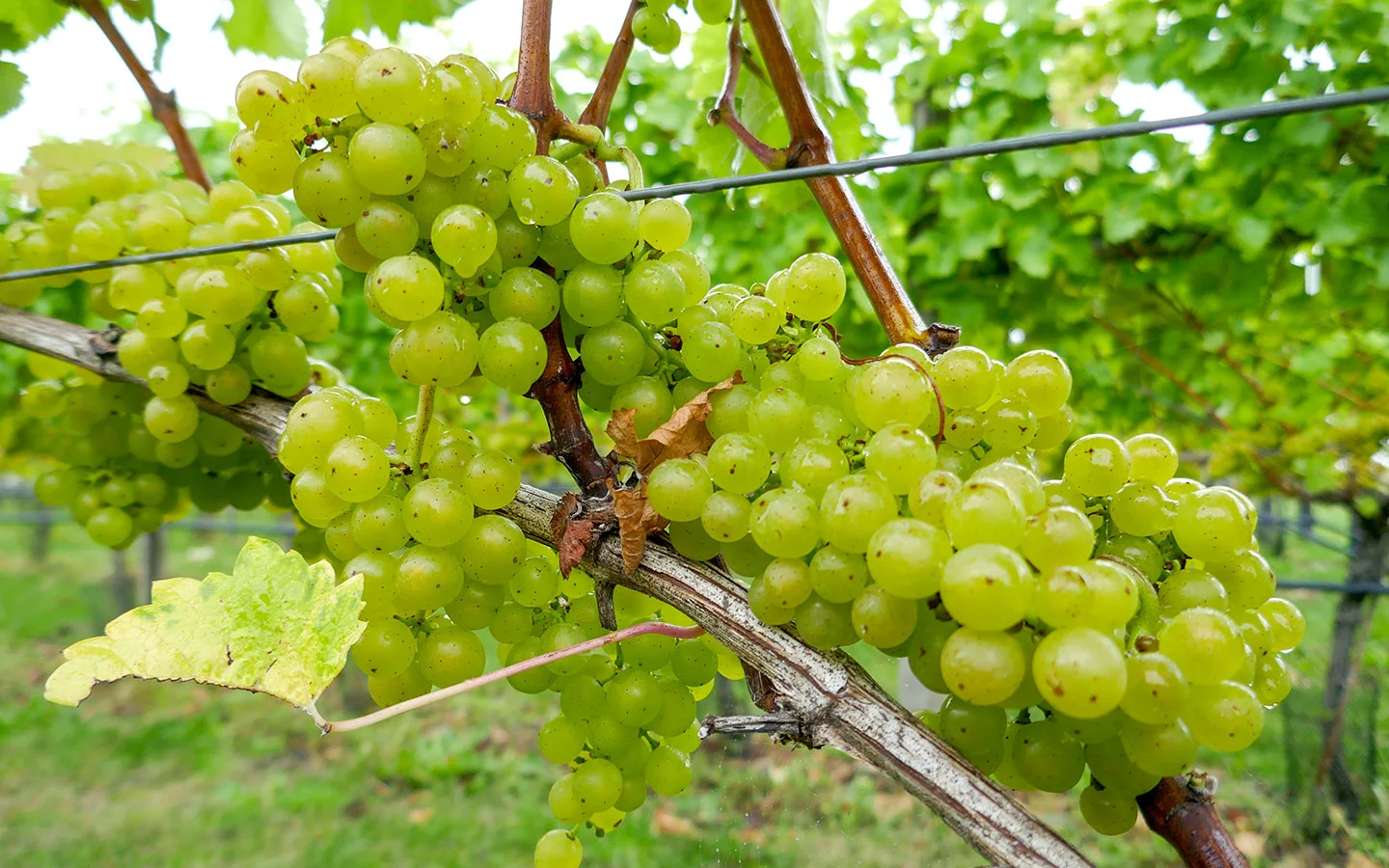 Grapes on the vine at Woodchester Valley Vineyard in the Cotswolds