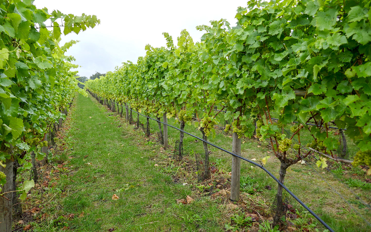 Among the vines at the vineyard's Woodchester site