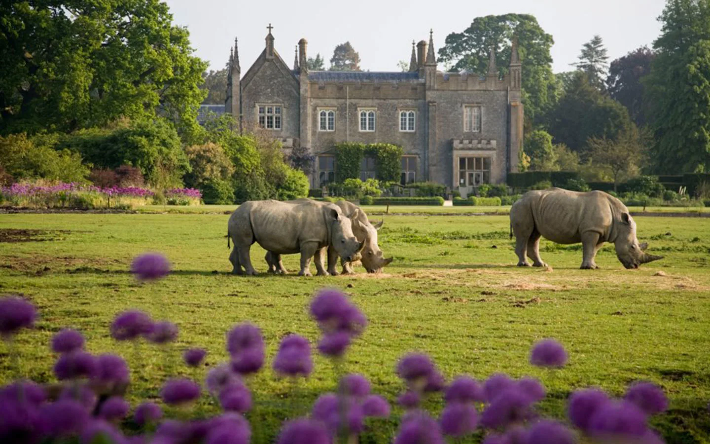 Rhinos at Cotswold Wildlife Park and Gardens, one of the top things to do in Burford