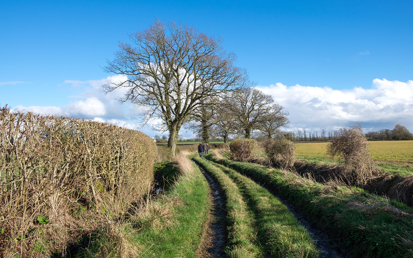 Walks along the Thames Path in the Cotswolds