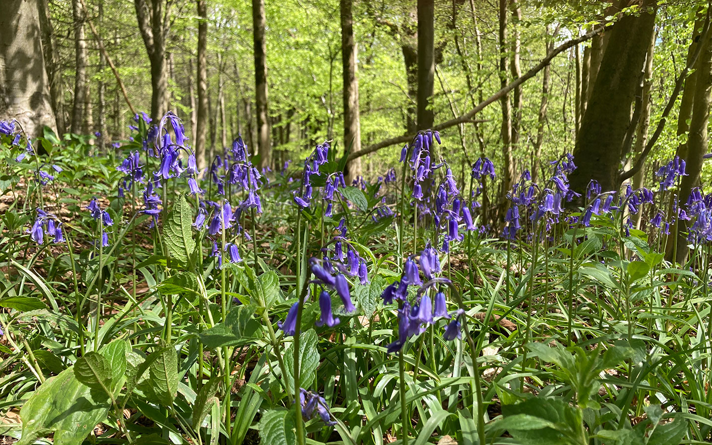 Bluebells in the Cotswolds in spring