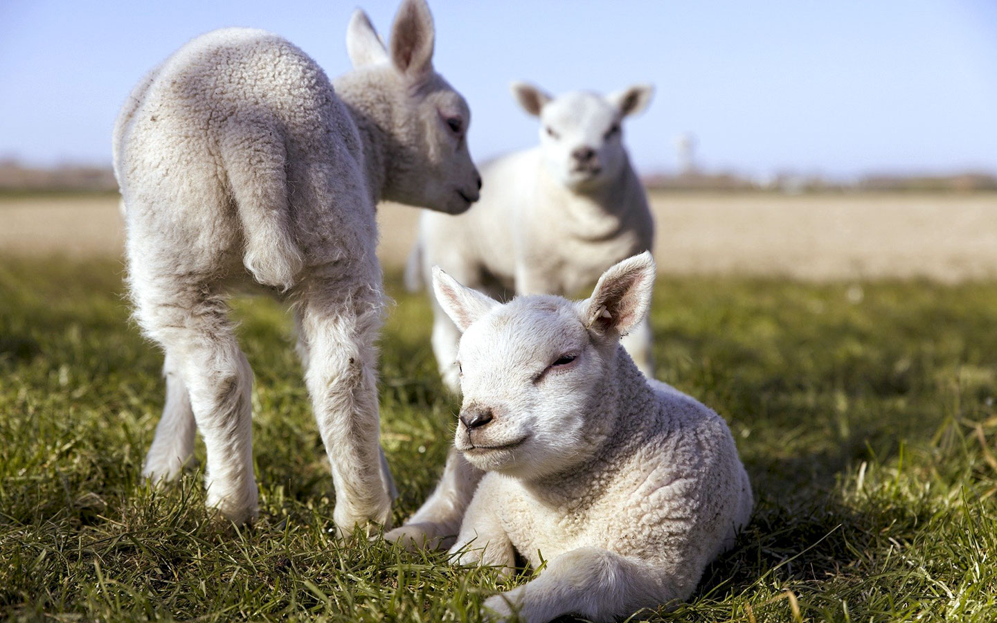 Fluffy lambs in the Cotswolds in spring