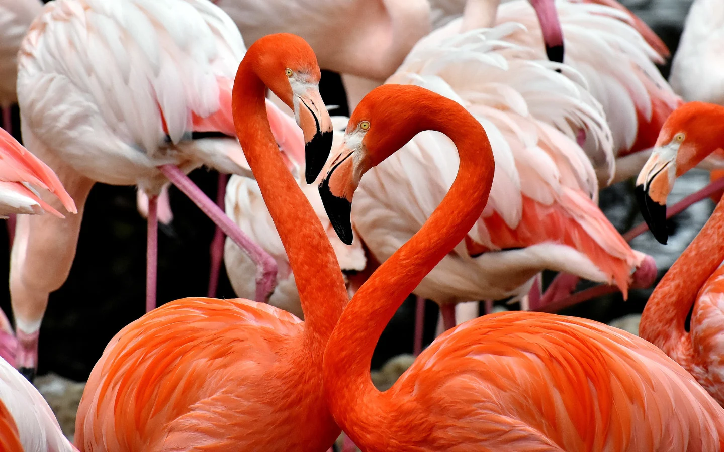 Colourful flamingos at Birdland