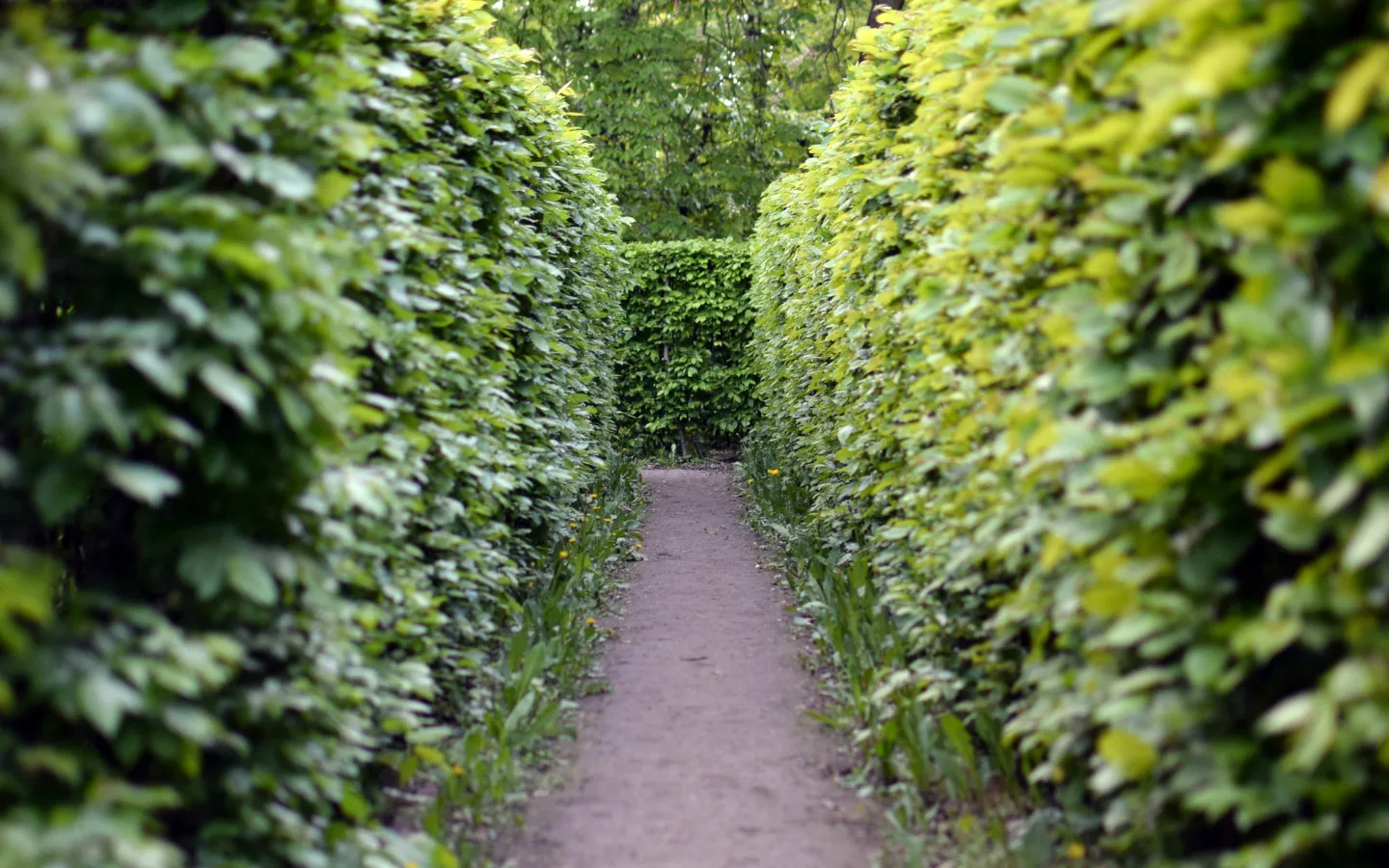 Hedge maze