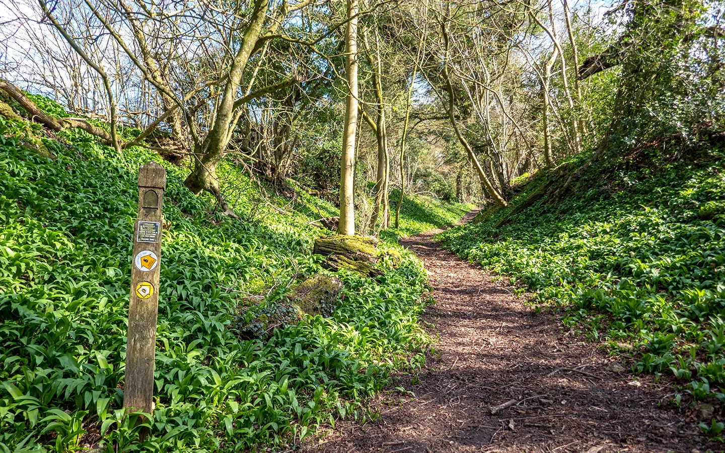 Paths through the woods when walking the Cotswold Way