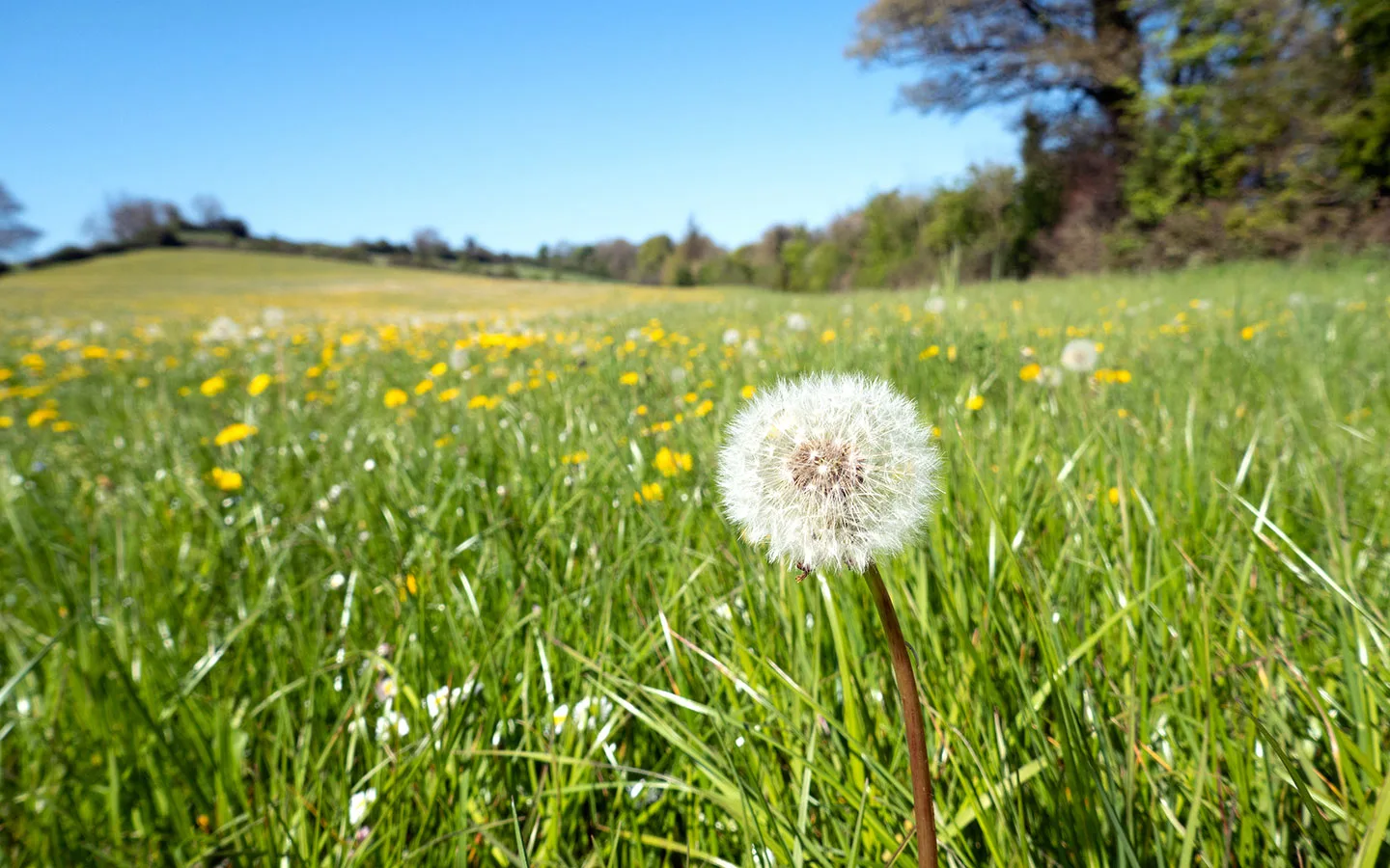 Spring on the Cotswold Way walking trail