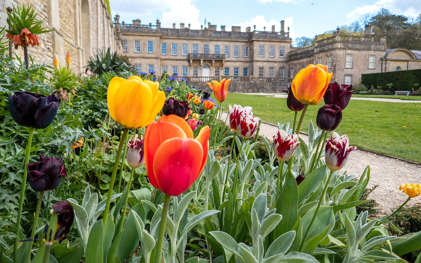 Spring flowers at Dyrham Park National Trust site in the Cotswolds