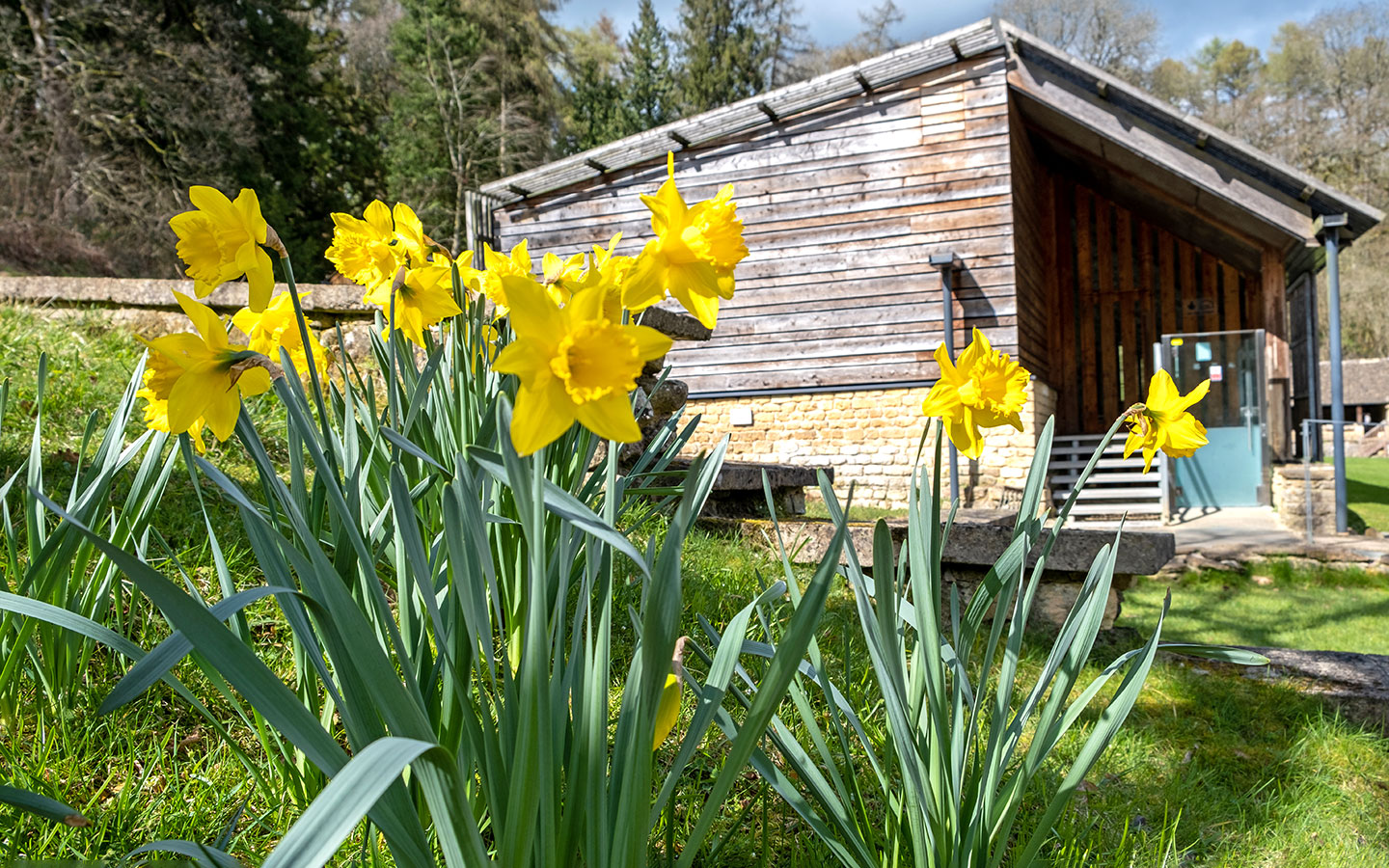 The shelter covering the West Range and daffodils
