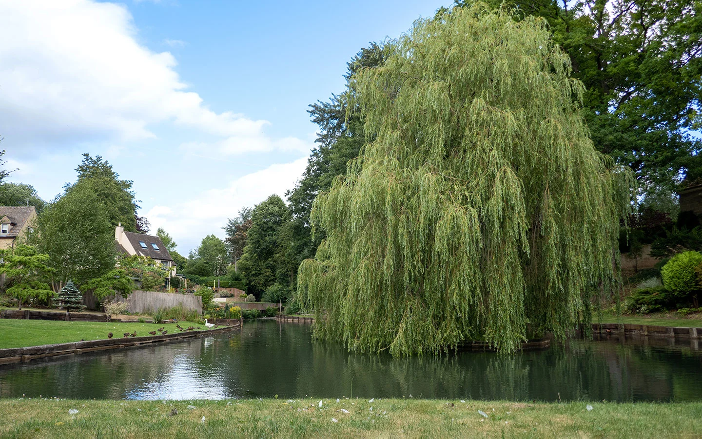 Pond with willow tree in Painswick