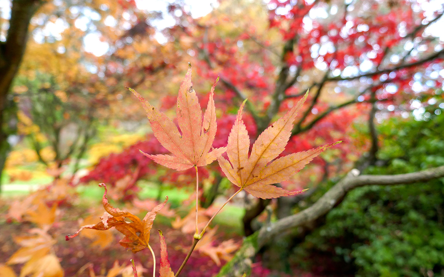 Autumn leaves at Batsford Arboretum in the Cotswolds in November