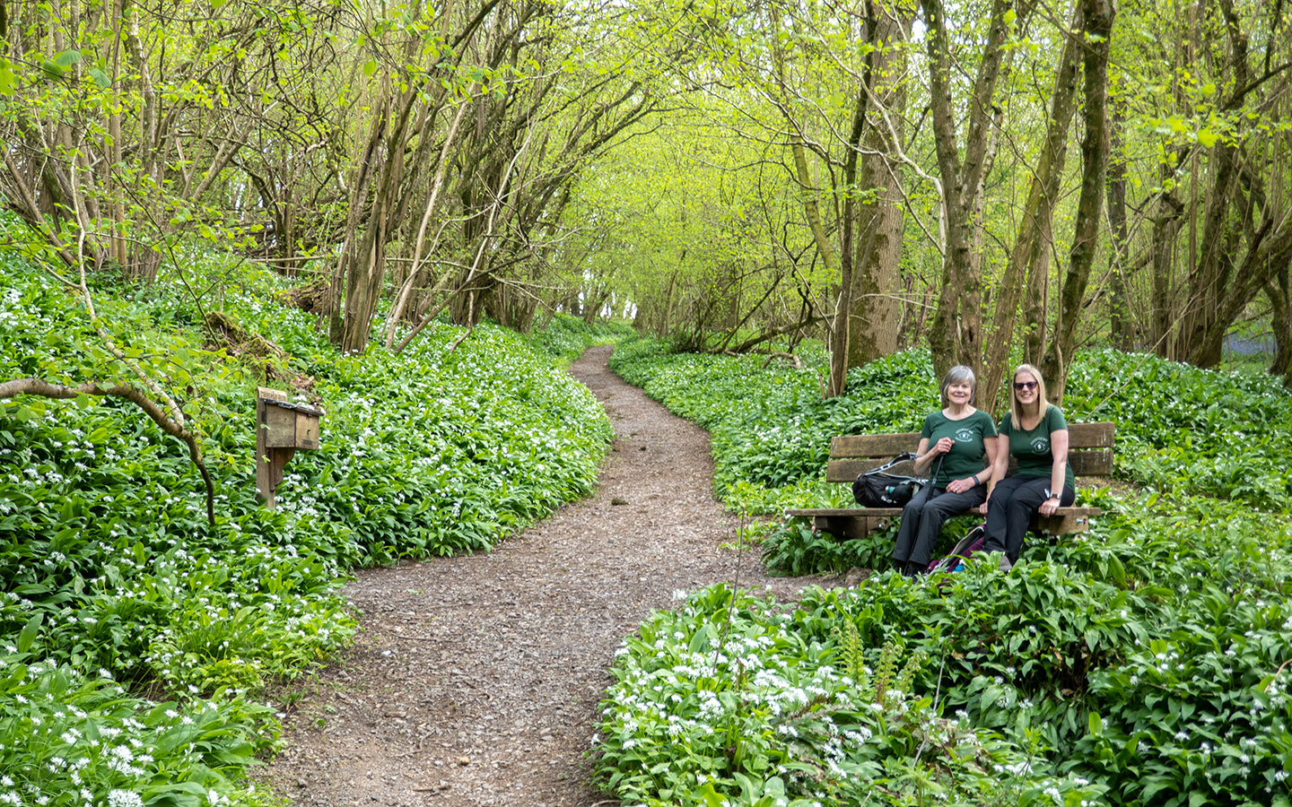 Wild garlic in Dyrham Woods in the Cotswolds in March