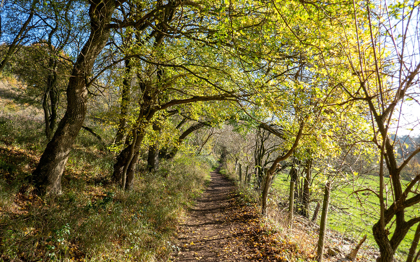 Woodland near Castle Combe