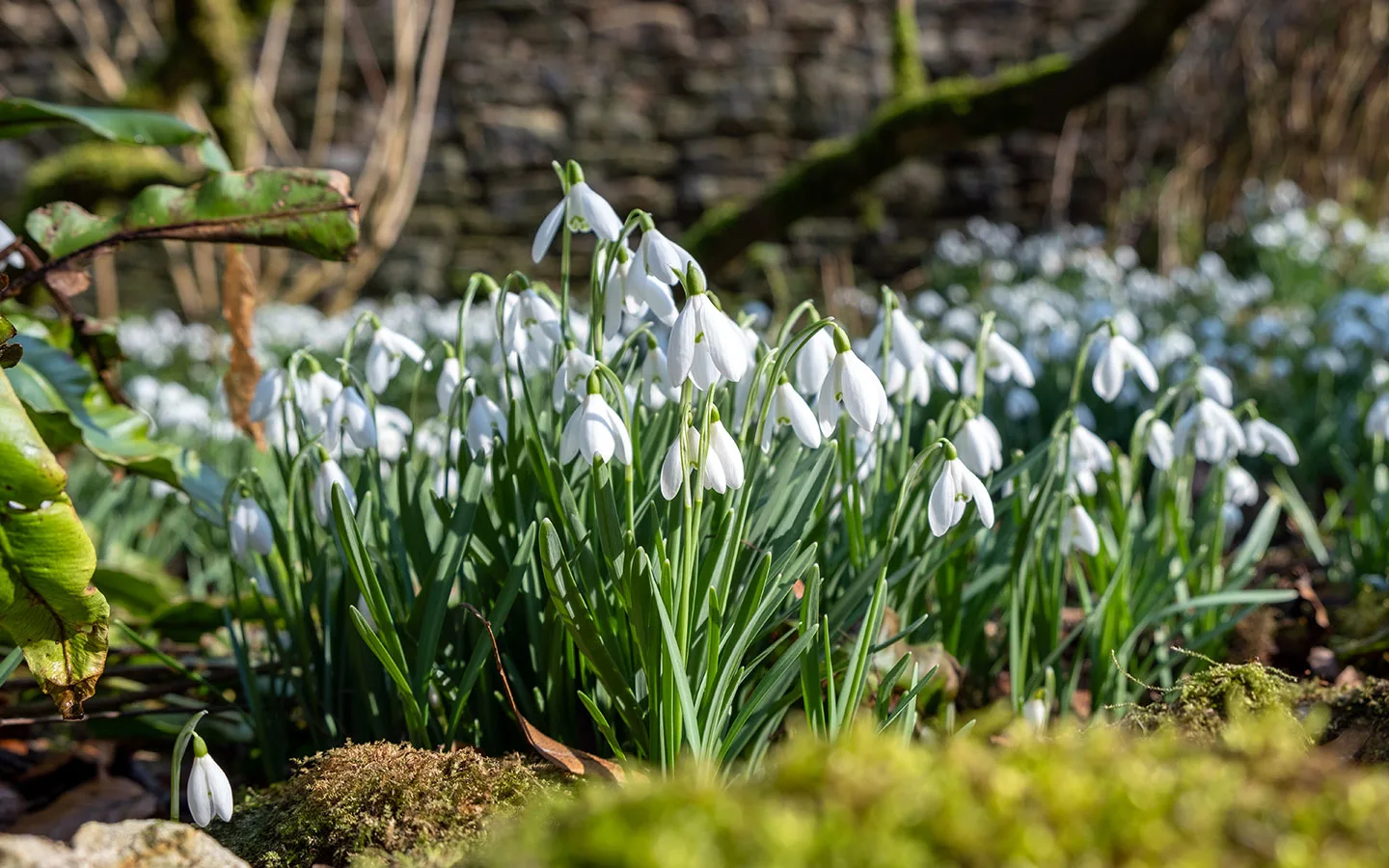 Snowdrops at Cerney House Gardens