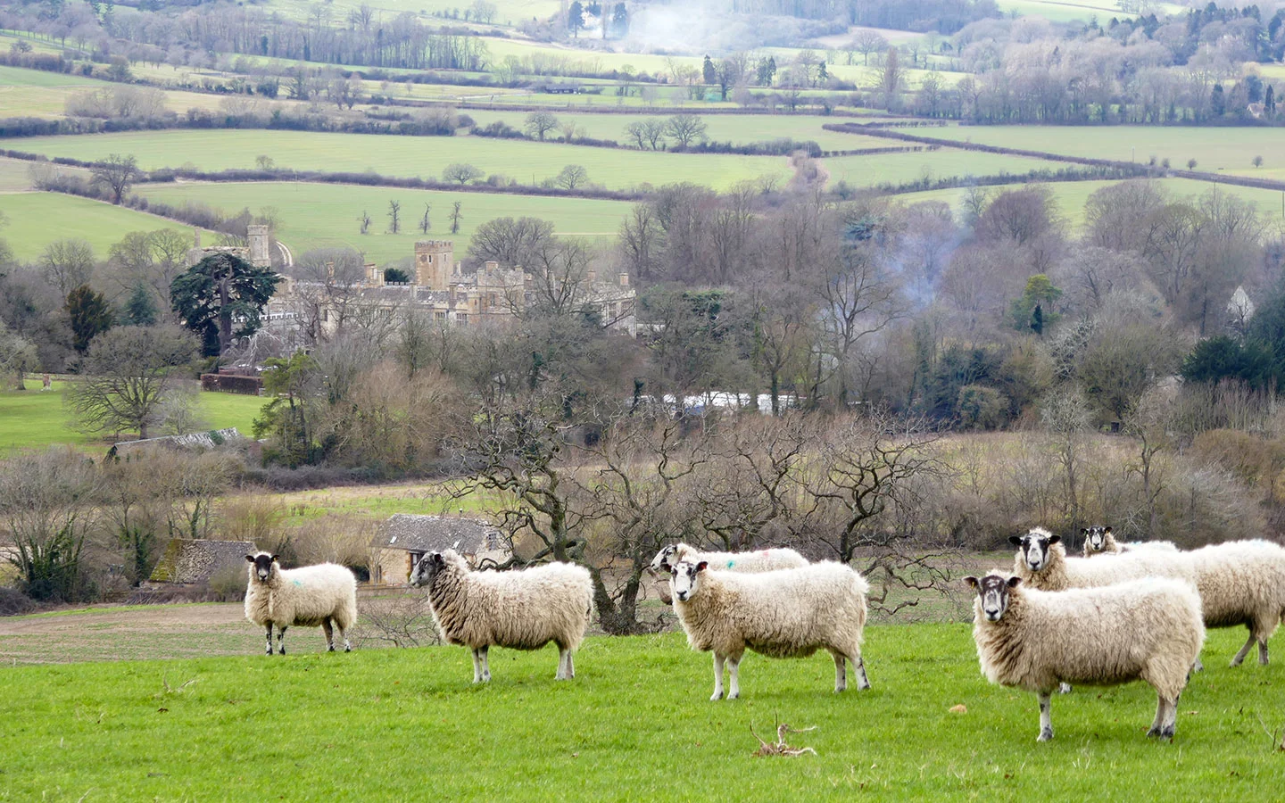 Views of Sudeley Castle with sheep from Dunn's Hill