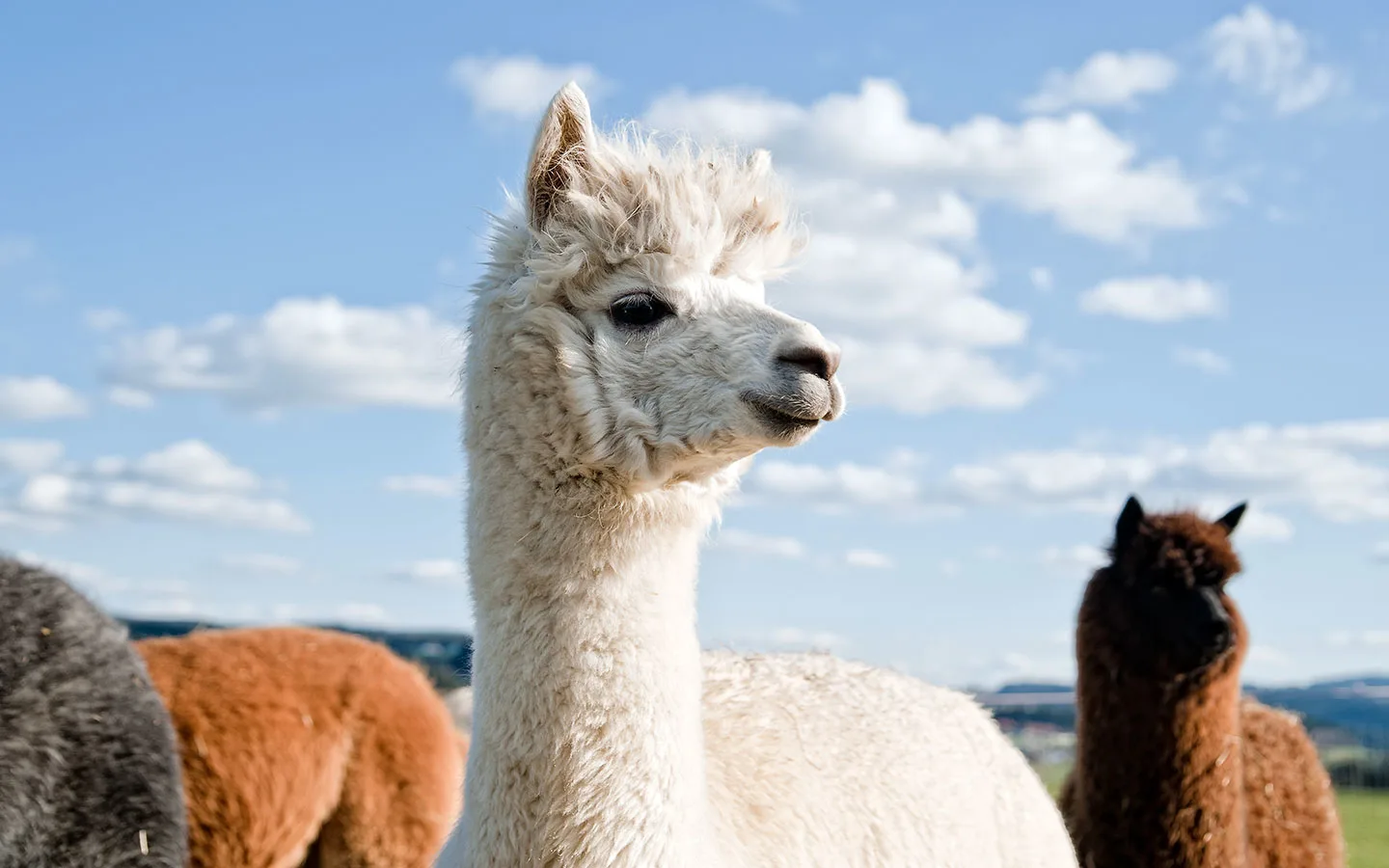 Fluffy alpacas