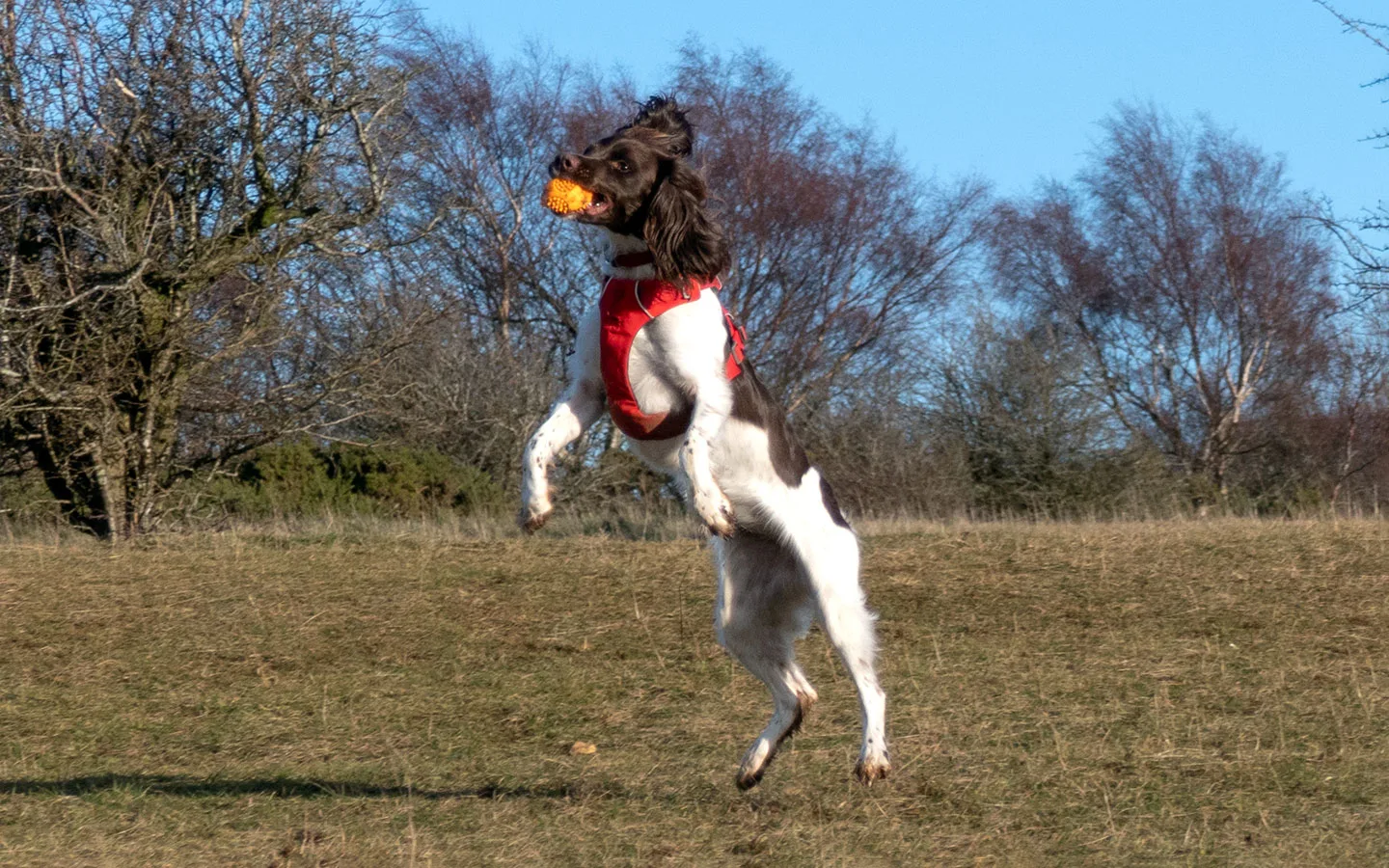 Dog playing in the Cotswolds