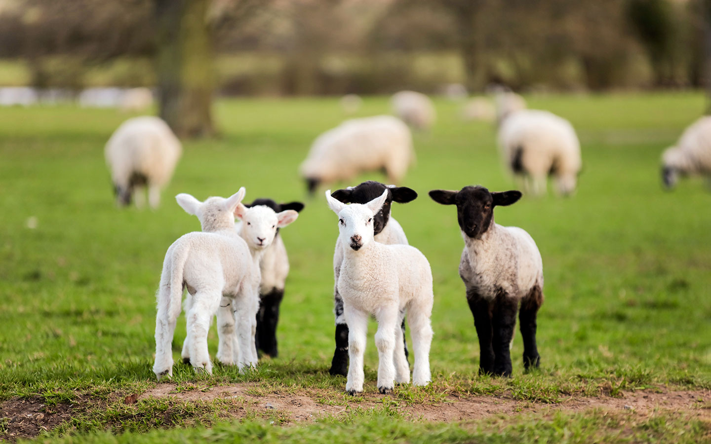 Fluffy lambs in the Cotswolds in spring