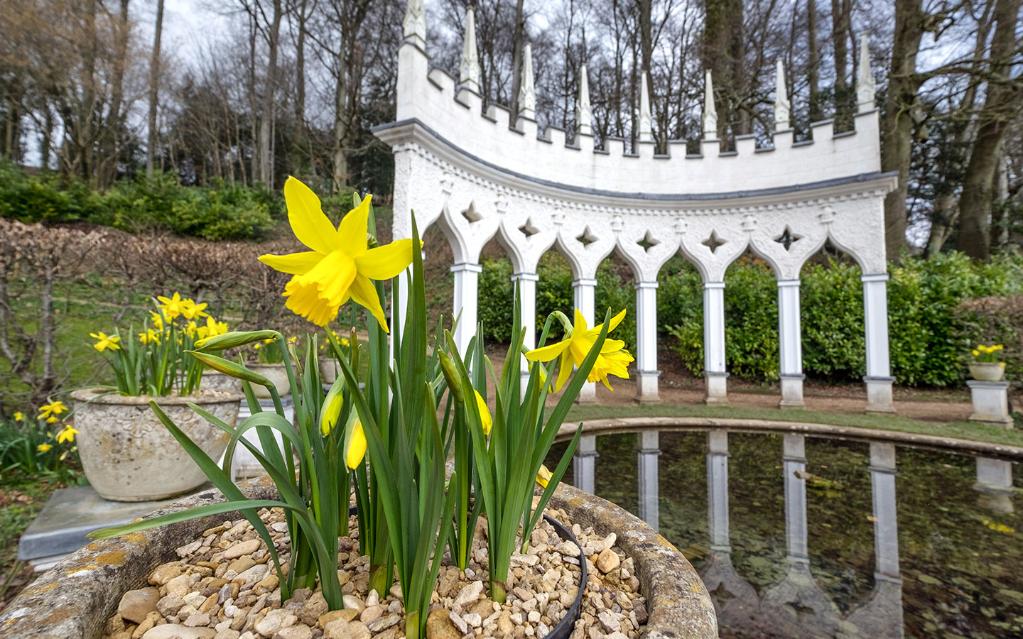 Daffodils in Painswick Rococo Garden in spring